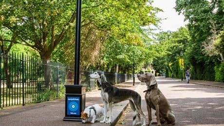 More than 70 per cent of Brits admit pulling sickies to look after poorly dogs