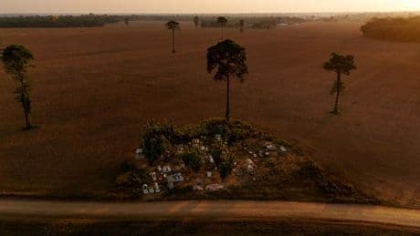 Le Brésil suspend un moratoire sur la commercialisation de soja issu de terres déforestées en Amazonie