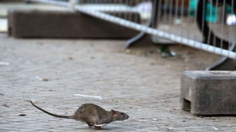 Was getan werden kann: Rattenplage in Rheinland-Pfalz: Mythos oder Realität?