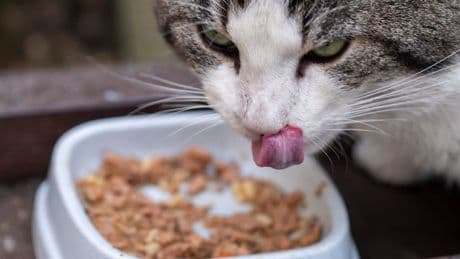 Routine mit Risiko - Katze nur zweimal füttern? Großer Fehler!