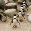 Veertien pinguïns overleden in Safaripark Beekse Bergen