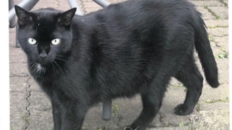 Kater seit 10 Monaten vermisst - Suche nach Katze kostet zehntausende Euro