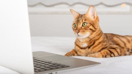 Verrückt: Katze soll Rundfunkbeitrag zahlen