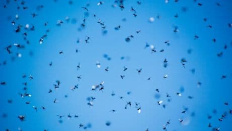 Flying Ant Day is coming, and experts warn it could be the worst one yet