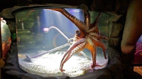 Boy injured in rare octopus incident at Texas aquarium