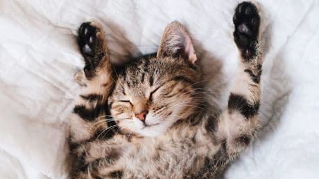 Es sind die Gene! - Darum schnurren manche Katzen lauter als andere