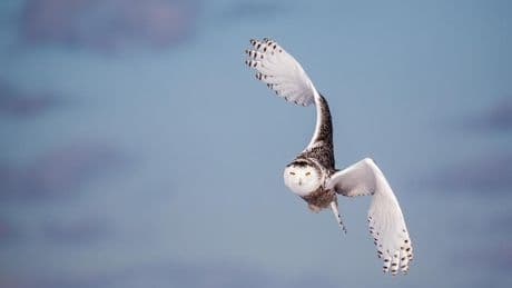 What Quebec experts are doing to save the snowy owl