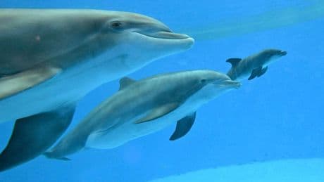 Video shows dolphin calf birth and first breath at Chicago zoo. Mom's friend helped