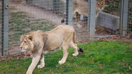 Zoo-Mitarbeiter in Safaripark in Bangkok von Löwen getötet