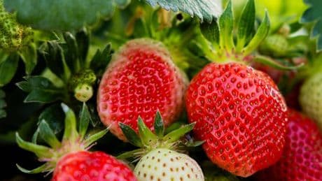 Heimisches Obst: Lieblingsfrucht in Rot – Erdbeersaison in NRW startet