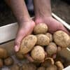 Prijs voor aardappels op dramatisch laag niveau