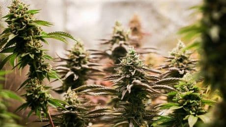 Drogenkriminalität: Weniger Delikte, mehr Arbeit: Polizei gegen Cannabis-Gesetz