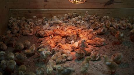 Shipment of thousands of chicks found abandoned in USPS truck now overwhelming an animal shelter