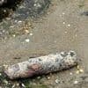 Deux obus découverts sur une plage en Bretagne