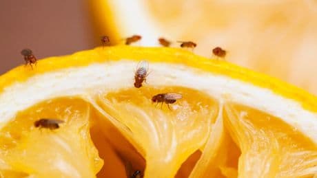 Tipps & Tricks - So werden Sie Fruchtfliegen los