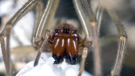 Spinnenbiss Behandlung: Was ist jetzt zu tun? Mögliche Spätfolgen