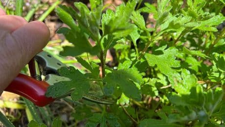 Chelsea Chop is the catchy new name for a classic gardening technique