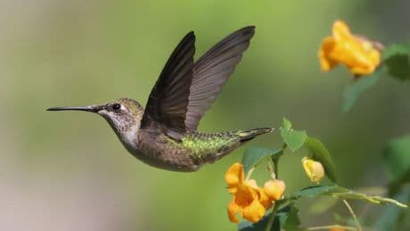 You might accidentally be killing hummingbirds