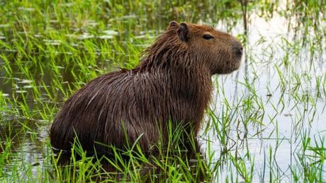 La Colombie renonce à chasser le capybara, rongeur star de TikTok