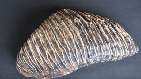 Düsseldorf: Hobby-Archäologe findet 125.000 Jahre alten Mammutzahn im Rhein