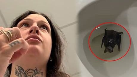 Klozet kapağını kaldırdı, hayatının şokunu yaşadı: Hemen hastaneye kaldırıldı