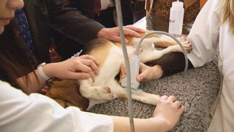 Saskatchewan veterinarians are drowning in appointments