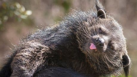 TikTok-Hype um Wildtier - Binturong im Wohnzimmer – geht das?
