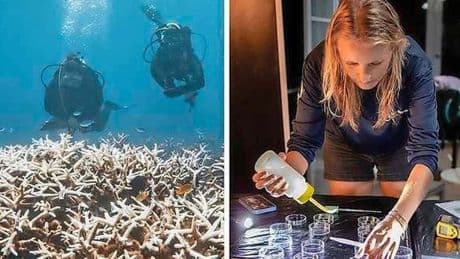 Nederlands bedrijf ontwikkelt larven die koraalriffen zouden kunnen redden