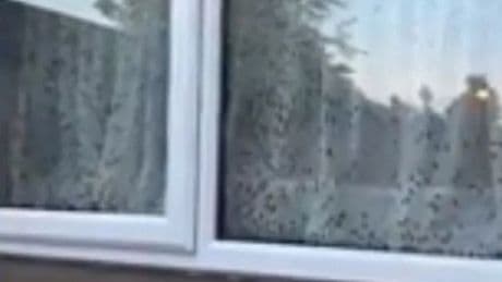 Residents trapped in flats as 'thousands of flies' swarm after neighbour dies