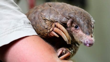 The world’s most trafficked mammal on ‘razor’s edge of extinction’