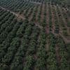 Guatemala gearing up to export avocados to US despite tariffs and delays