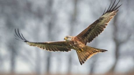 Two birds of prey poisoned at Scots golf course as police launch probe