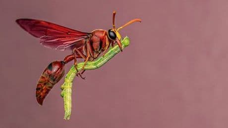 Wildlife Photography of the Year 2025: Ausgewählte Bilder des Fotowettbewerbs