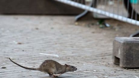 Berlin-Neukölln: Bezirk warnt vor Rattenplage auf Hermannplatz