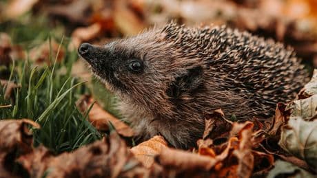 Niedersachsen: Mehr Igel schwer verletzt – dieses Verbot soll helfen