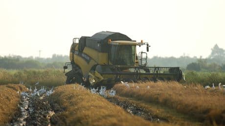 Le riz, produit-témoin pour la protection commerciale de l'agriculture européenne