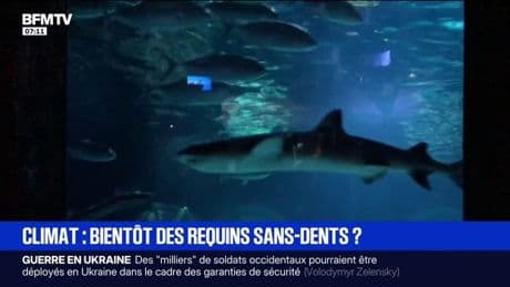 L'acidification des océans, provoquée par l’excès de CO2, fragilise la dentition des requins, selon une étude allemande