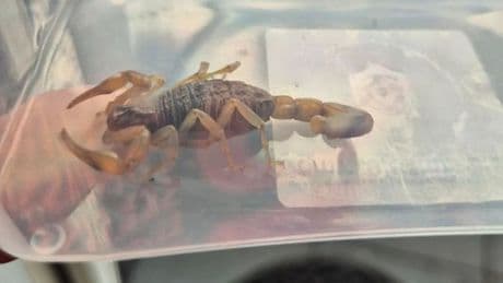 Kind in Tilburg vindt zwangere schorpioen in nieuwe schooltas uit China