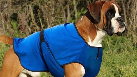 Amazon’s ‘brilliant’ cooling dog coat keeps your pup safe and comfortable during the heatwave