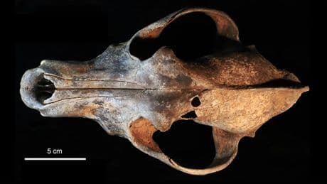 El hallazgo de un esqueleto casi completo de un perro del Paleolítico reabre el misterio de la domesticación