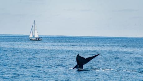 Au large de l’Espagne, la mystérieuse attaque des orques qui inquiète les plaisanciers
