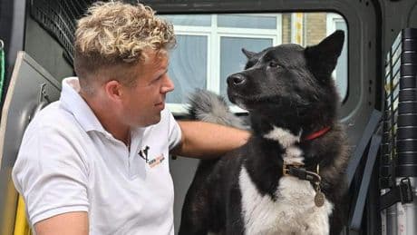 Hond pakt tram naar Scheveningen: ’Hij had strandplannen’