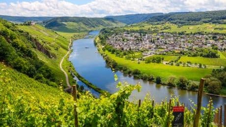 Wein: Deutsche Winzer erwarten Top-Jahrgang trotz Krise