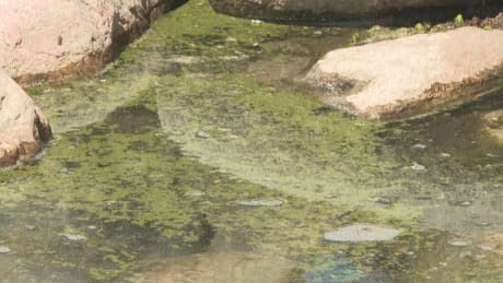 City of Lethbridge taking proactive approach to blue-green algae