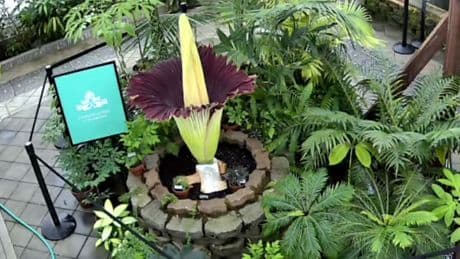Rare notoriously stinky flower begins blooming in California