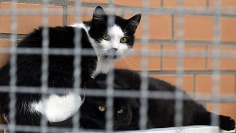 Tierheime am Limit: Wohin mit dem Haustier im Urlaub? Tierschutzbund gibt Tipps