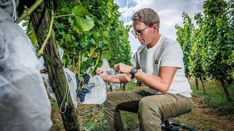 Suzuki-fruitvlieg maakt wijnboer Sander (33) gillend gek, maar wetenschappers denken dé oplossing te hebben