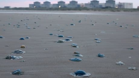 Nuclear power plant forced to shut down after jellyfish infestation