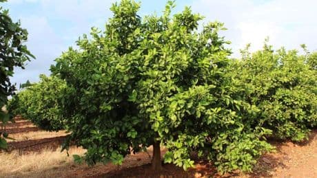 La agricultura valenciana renovará sus campos citrícolas tras perder una quinta parte en 20 años