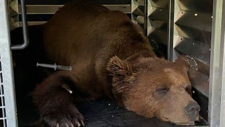 Italien: »Problembärin« Gaia, Bärin JJ4, nach tödlichem Angriff im Schwarzwald untergebracht